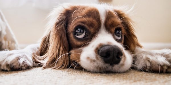 Assicurare il cane: i 10 incidenti domestici più frequenti