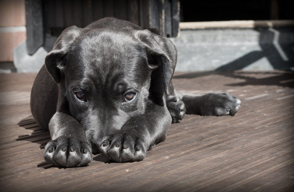 assicurazione cane