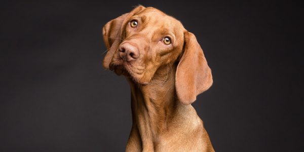 Assicurazione Cane: i sette aspetti da non trascurare