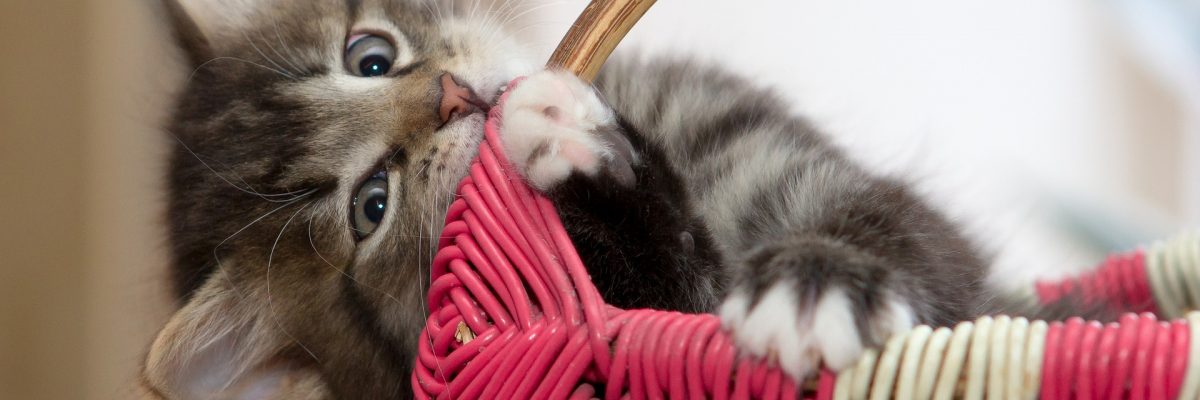 Assicurazione Gatto: Il Modo Migliore Per Ricambiare Il Suo Amore