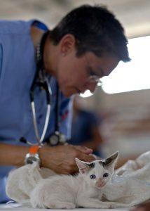 Veterinaria che cura un micio