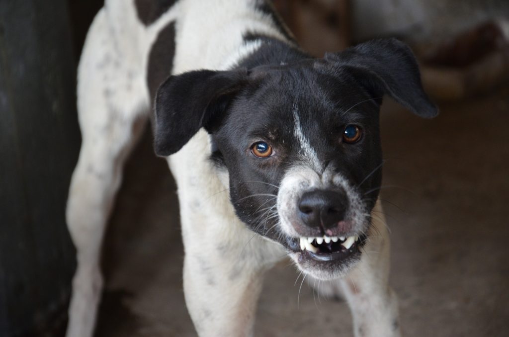 calcolo risarcimento danno morso cane