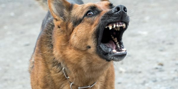 Calcolo Risarcimento Danno Morso Cane: Responsabilità e Assicurazione