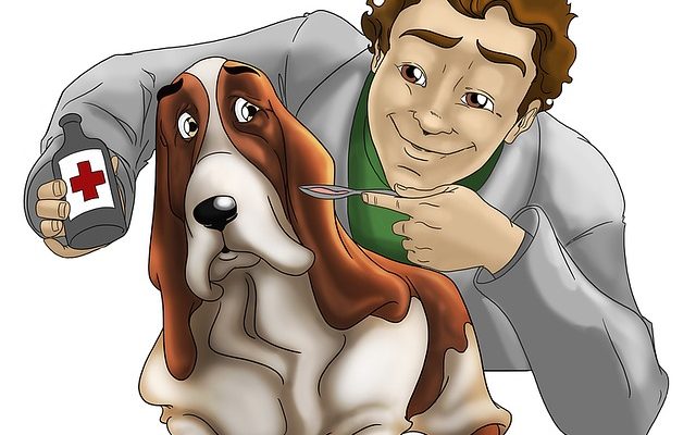 Assicurazione Rc Professionale Veterinario Preventivo Online: Guida 2021