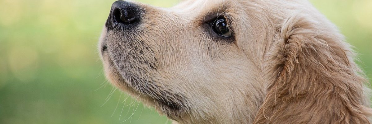 Migliore assicurazione cani: scopri qual è e chiedi subito un preventivo!