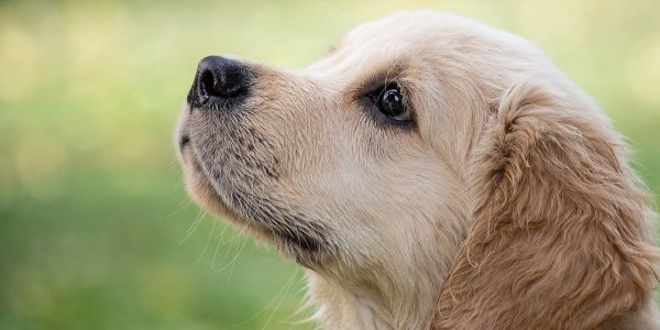 Migliore assicurazione cani: scopri qual è e chiedi subito un preventivo!